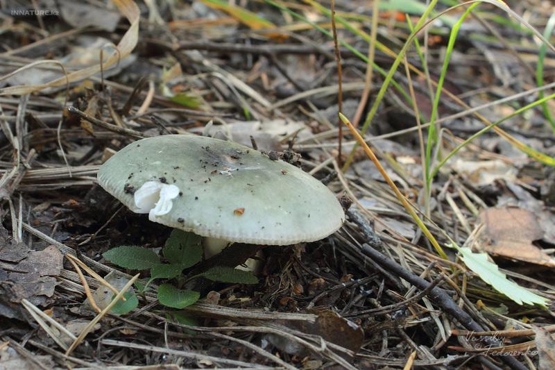 russula_01_1.jpg