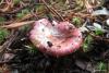 russula_01_t1.jpg