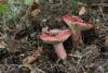 russula_01_t1_2.jpg