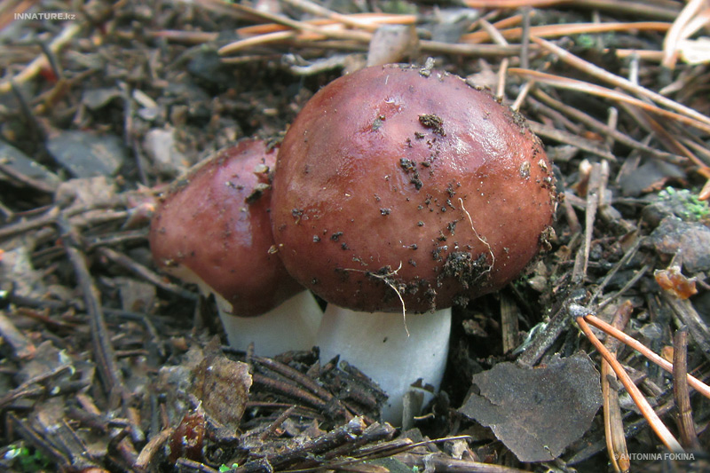 russula_02.jpg