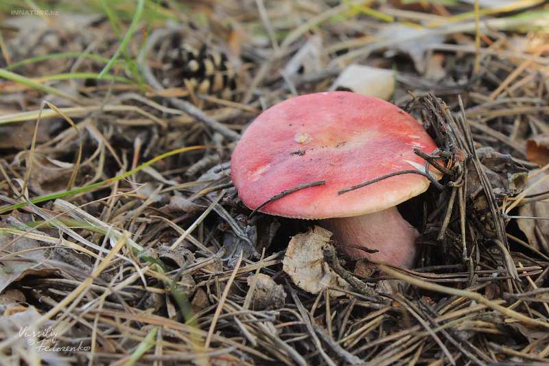 russula_02_2.jpg