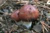 russula_02_t1.jpg