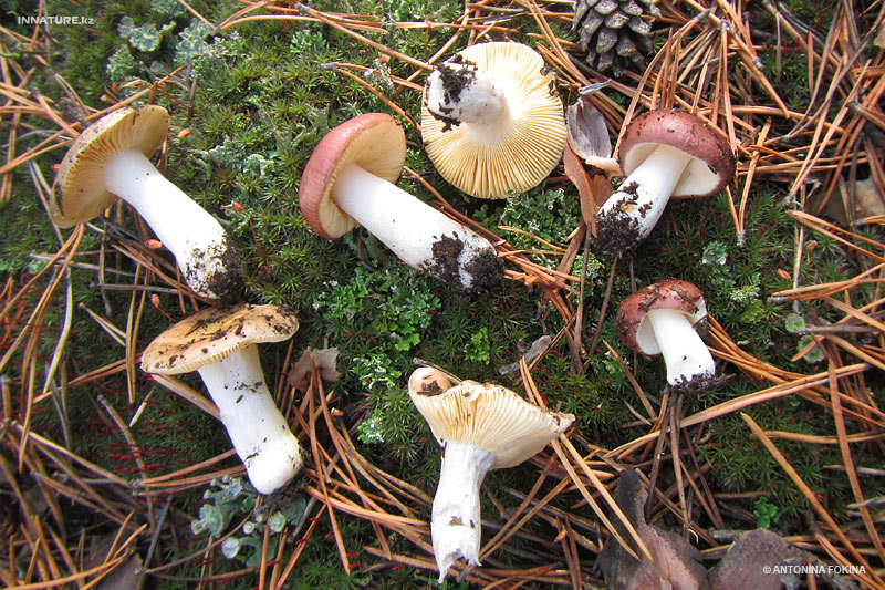 russula_03.jpg
