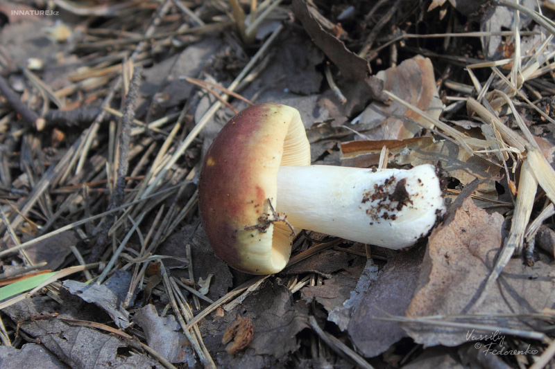 russula_03_1.jpg