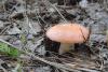 russula_03_t1_2.jpg