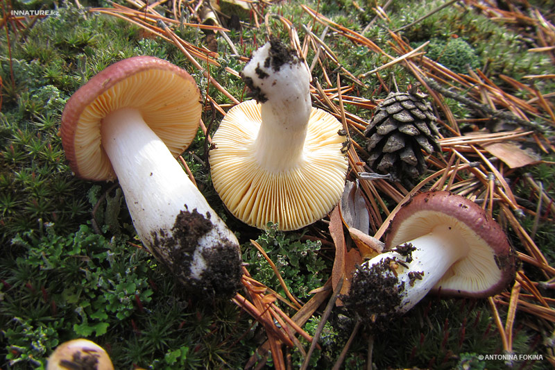 russula_04.jpg