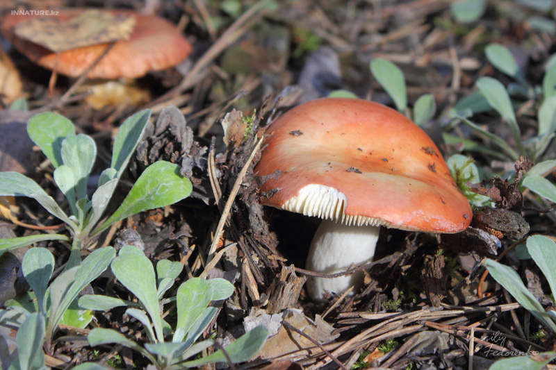 russula_04_1.jpg