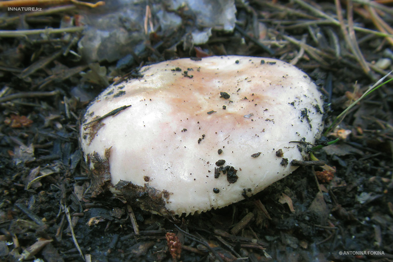 russula_05.jpg