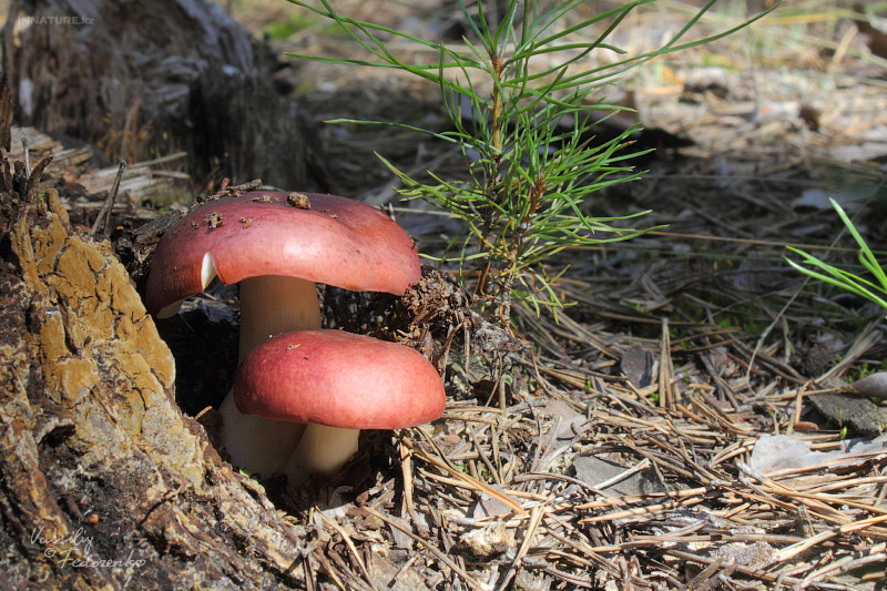 russula_05_1.jpg