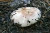 russula_05_t1.jpg