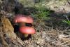 russula_05_t1_1.jpg