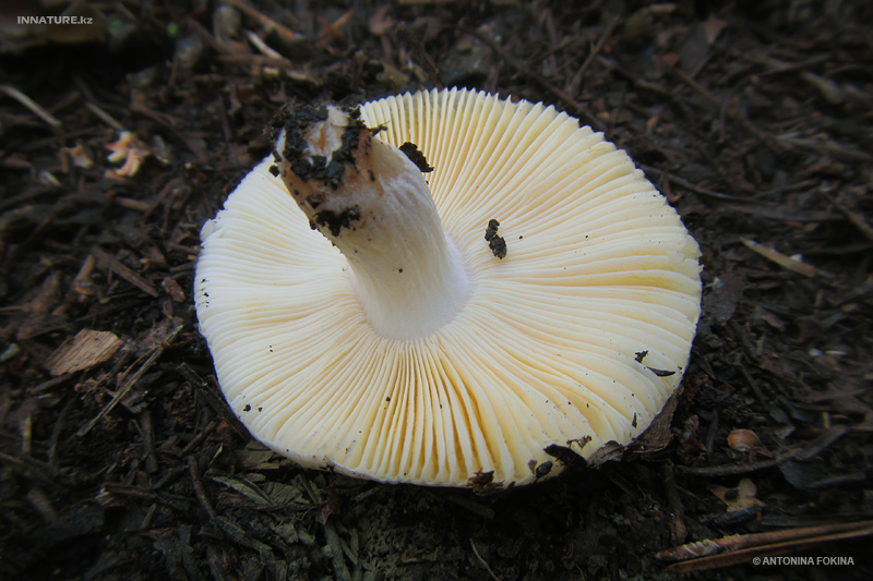 russula_06.jpg