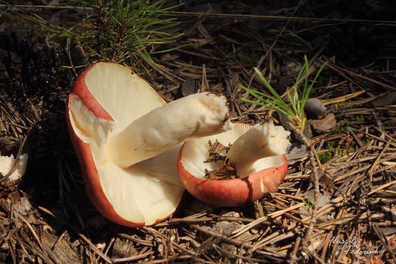 russula_06_1.jpg
