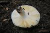 russula_06_t1.jpg