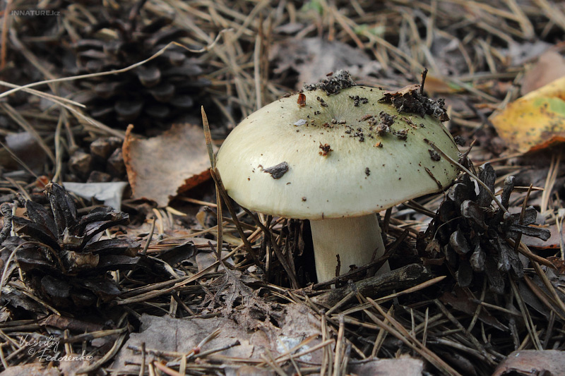 russula_08_1.jpg