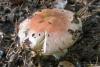 russula_08_t1.jpg