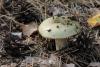 russula_08_t1_1.jpg