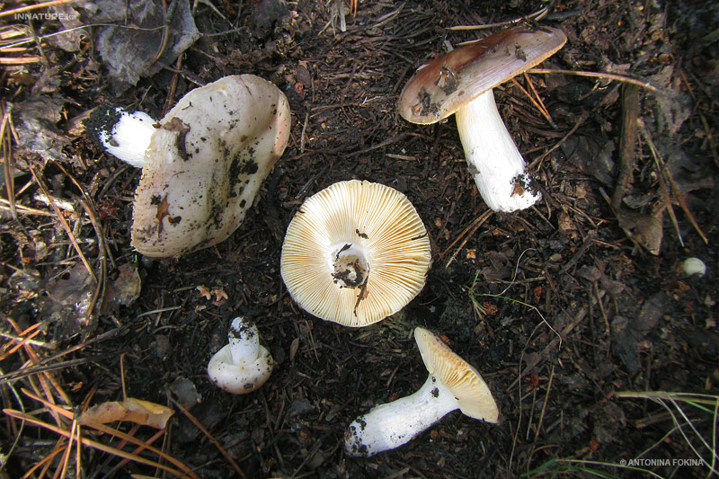russula_09.jpg