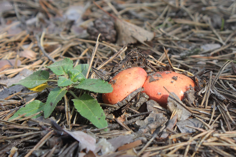 russula_09_1.jpg