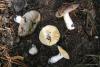 russula_09_t1.jpg