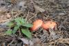 russula_09_t1_1.jpg
