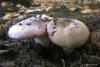 russula_10_t1.jpg