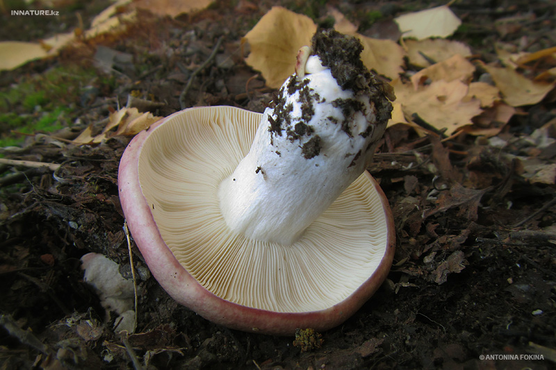 russula_11.jpg