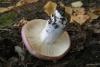 russula_11_t1.jpg