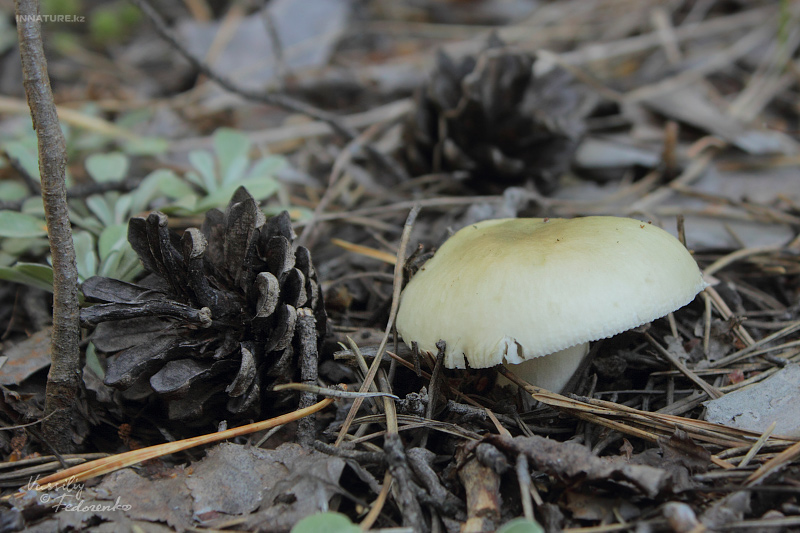 russula_12_1.jpg