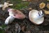 russula_12_t1.jpg