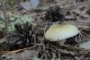 russula_12_t1_1.jpg