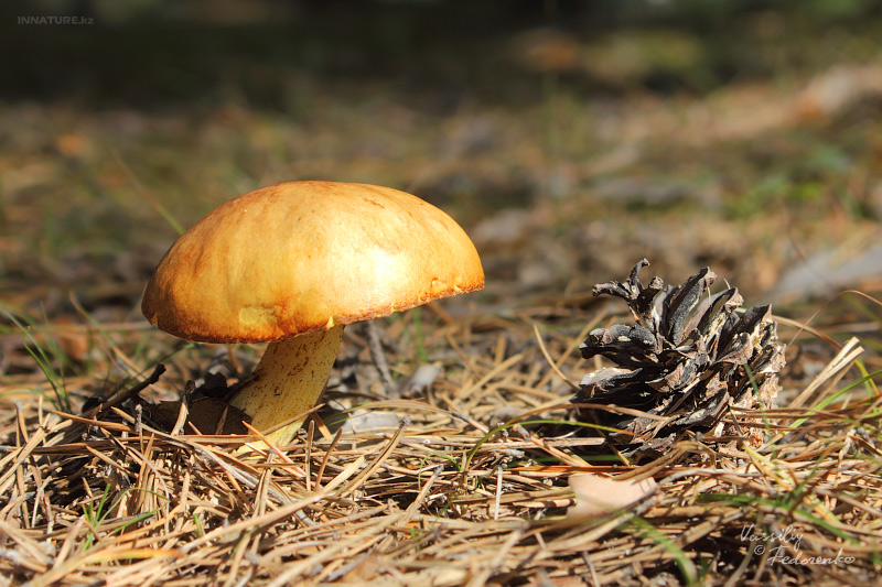 suillus-luteus_01_1.jpg