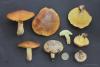 suillus-luteus_01_t1.jpg