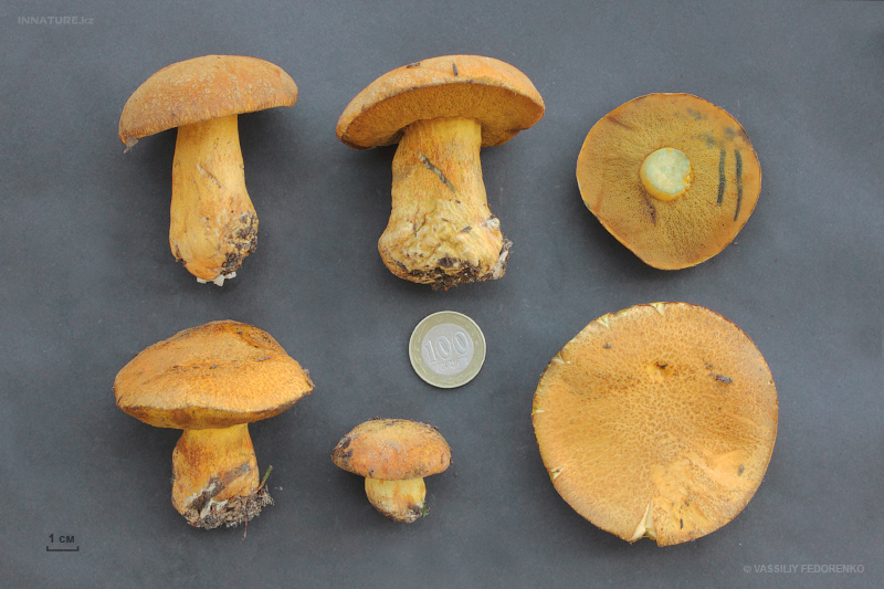 suillus-variegatus.jpg
