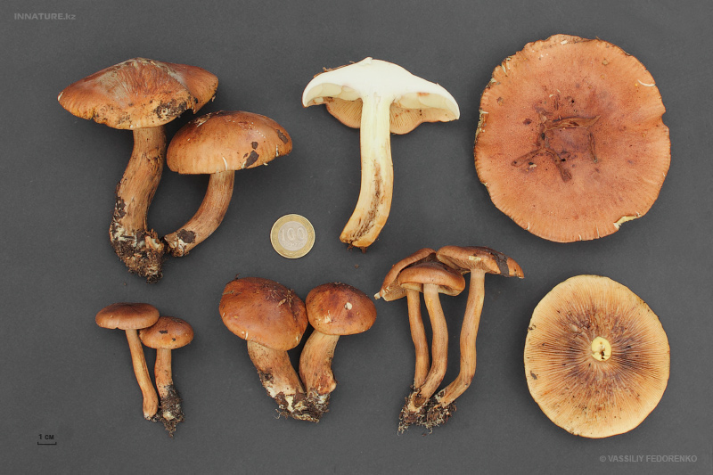 tricholoma-flavobrunneum.jpg