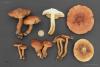 tricholoma-flavobrunneum_t1.jpg