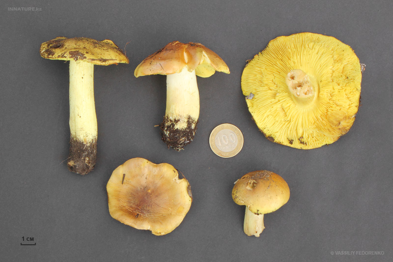 tricholoma-flavovirens.jpg