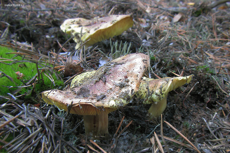 tricholoma-flavovirens_01.jpg