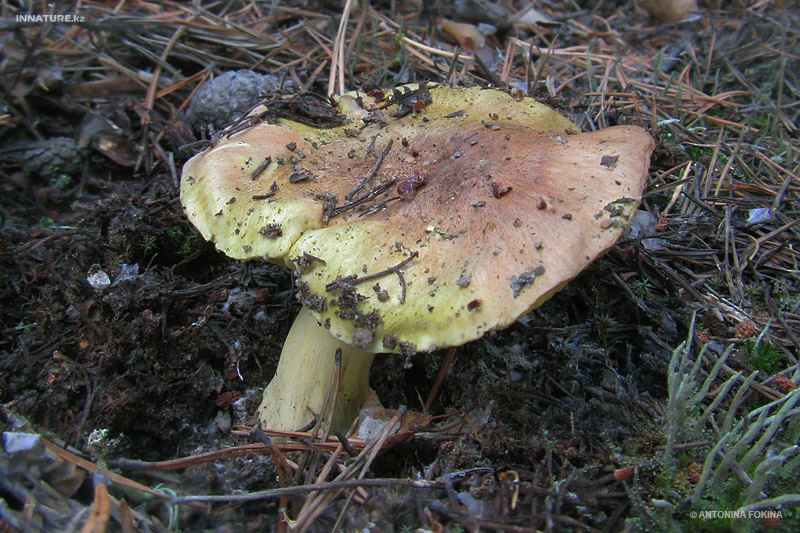tricholoma-flavovirens_02.jpg