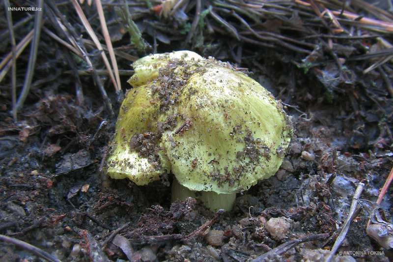 tricholoma-flavovirens_03.jpg