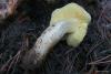 tricholoma-flavovirens_04_t1.jpg