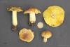 tricholoma-flavovirens_t1.jpg