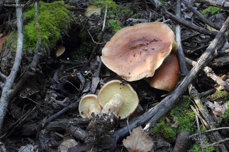 tricholoma_01_1.jpg