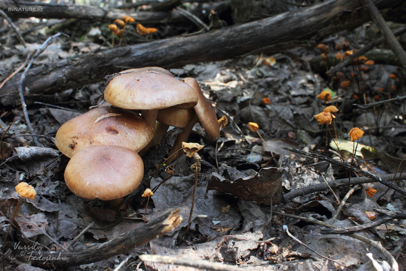 tricholoma_01_2.jpg