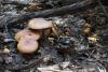 tricholoma_01_2_t1.jpg