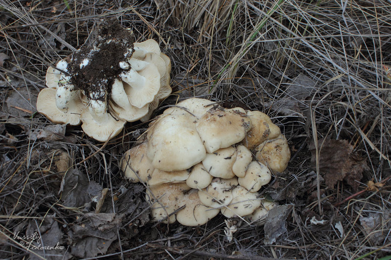 tricholoma_02_1.jpg