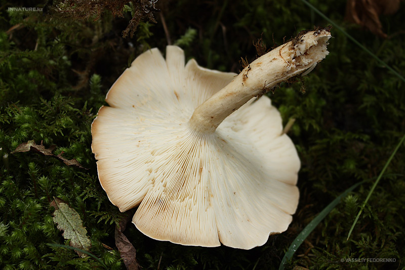 fungi_91_2.jpg