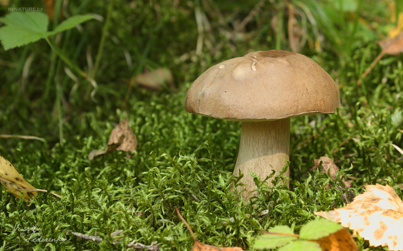 boletus_01.jpg