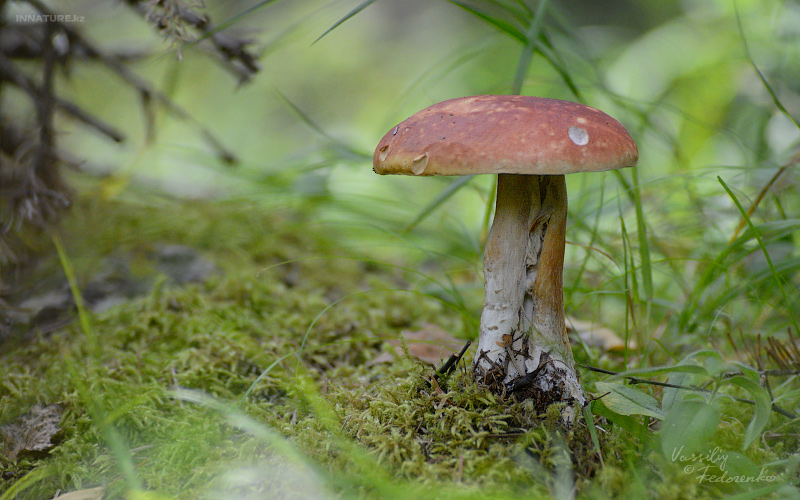boletus_03.jpg