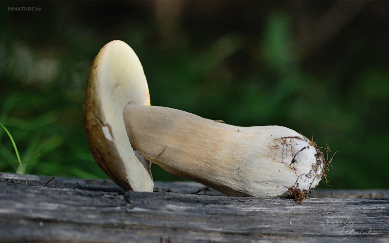 boletus_04.jpg